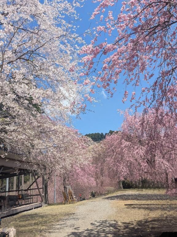 念願の♪