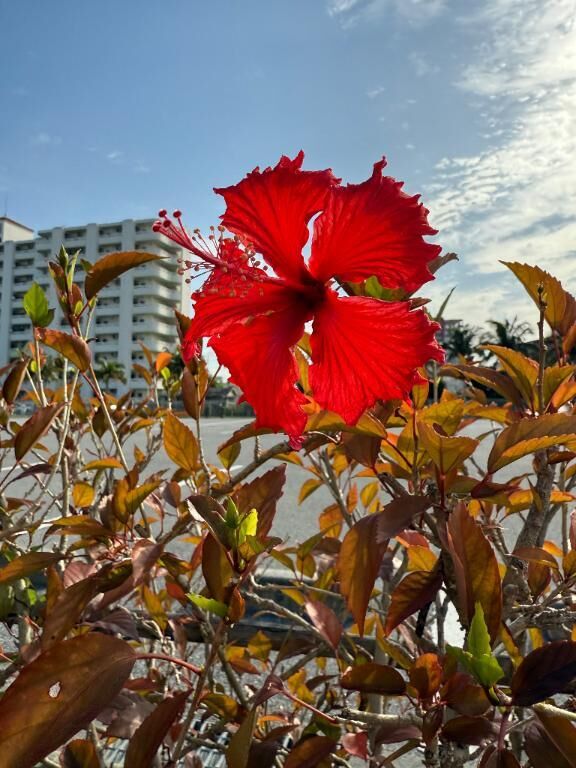 沖縄&#127796;&#127802;