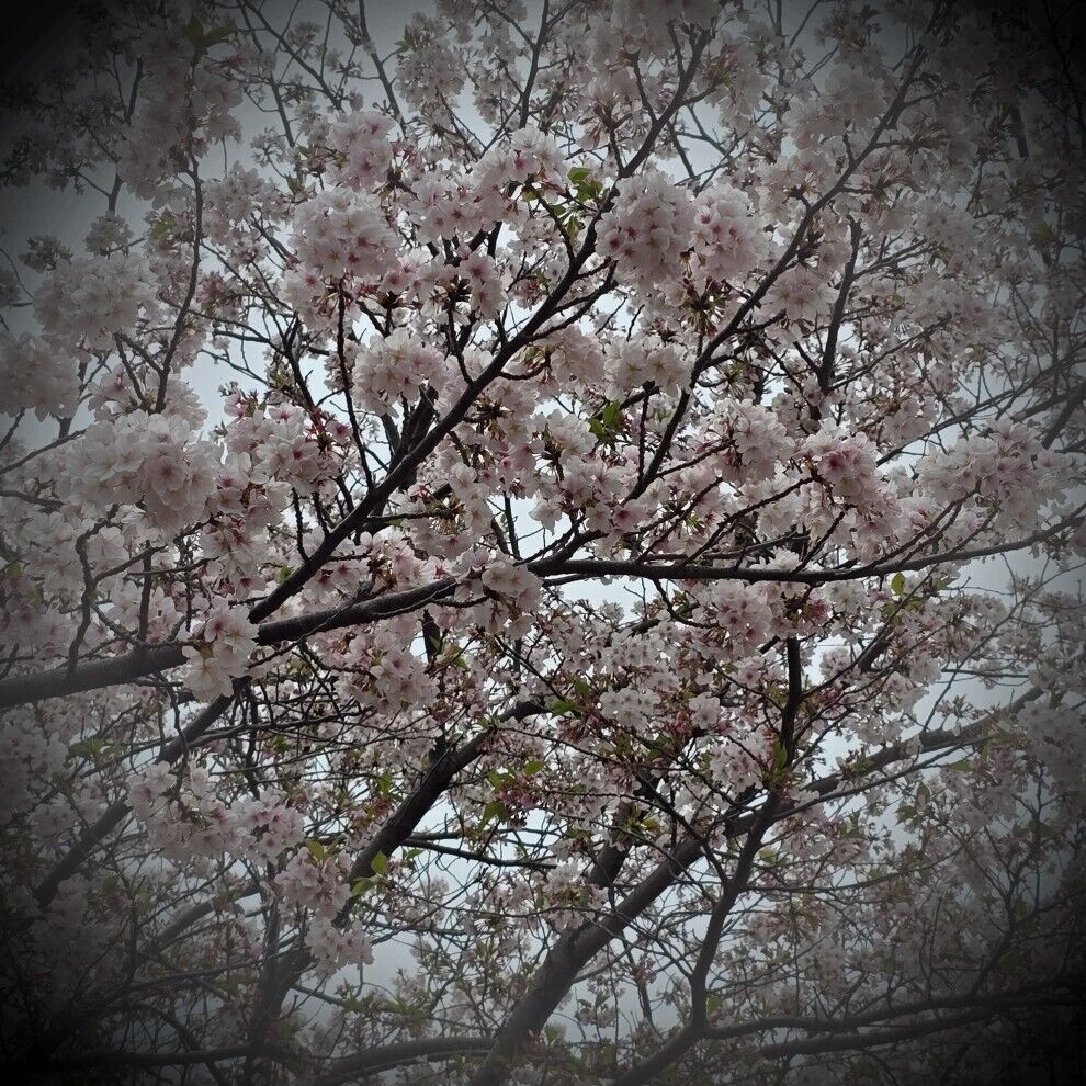 今日から