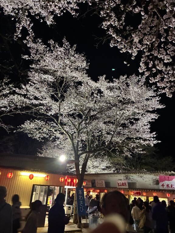最後の桜