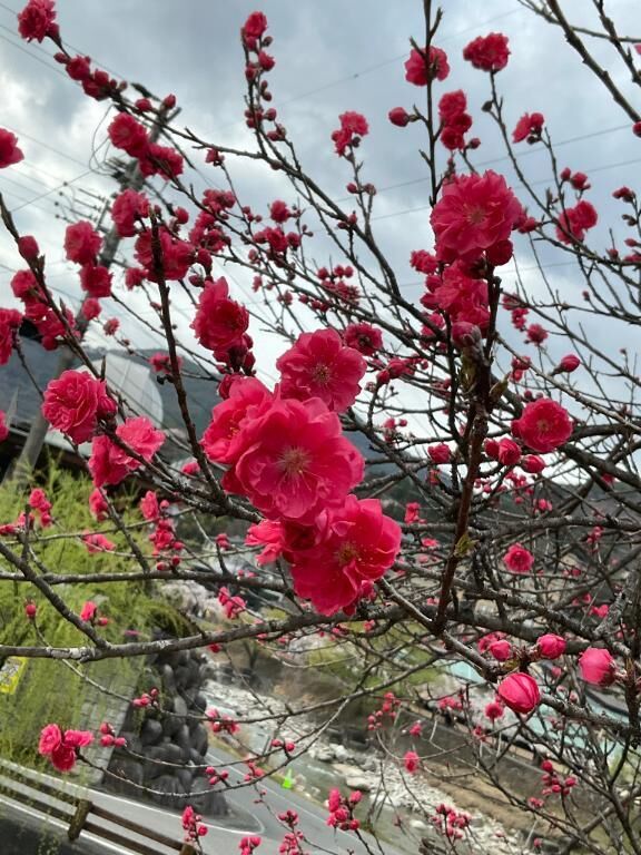 お花
