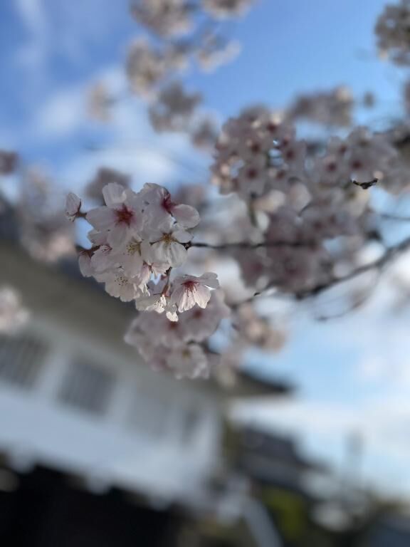 &#127800;