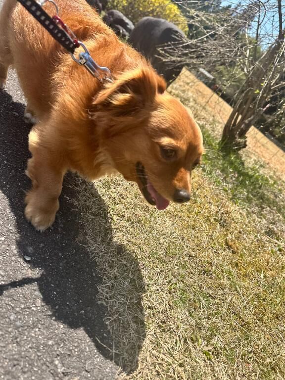 &#10084;&#65039;ももなの愛犬&#128054;&#10084;&#65039;
