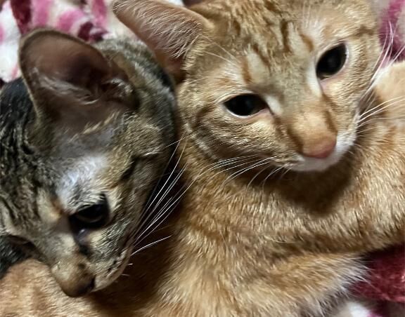 もうすぐ2歳