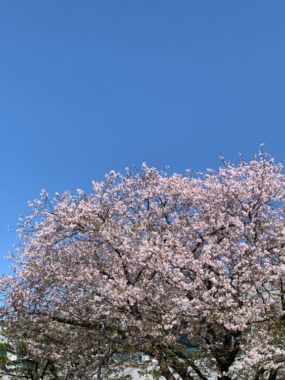 まだ咲いてる