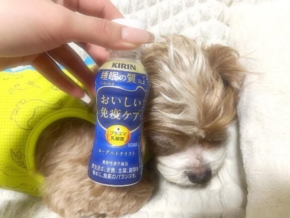 ( &#128054; )
