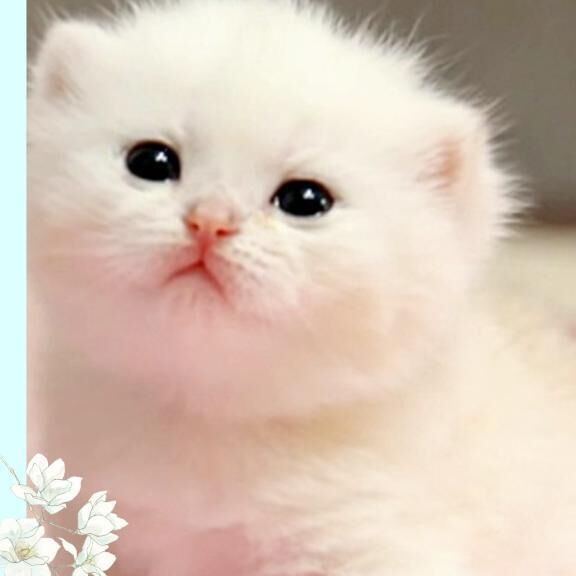 お早う＼(^o^)／御座います