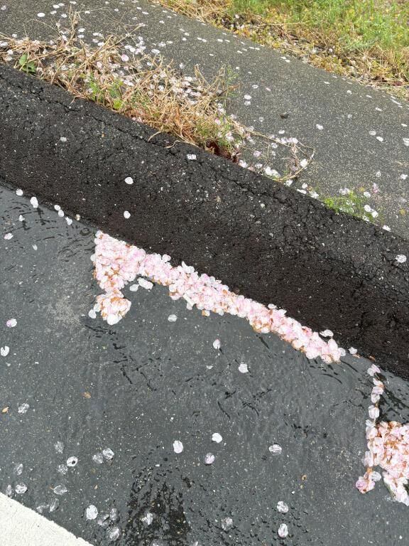 控えめでした、今年は。