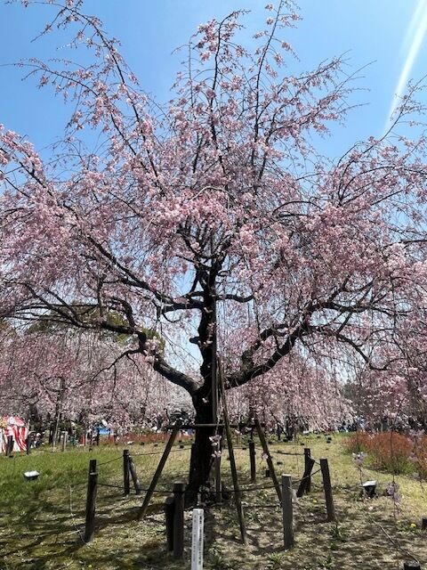 悲しすぎる