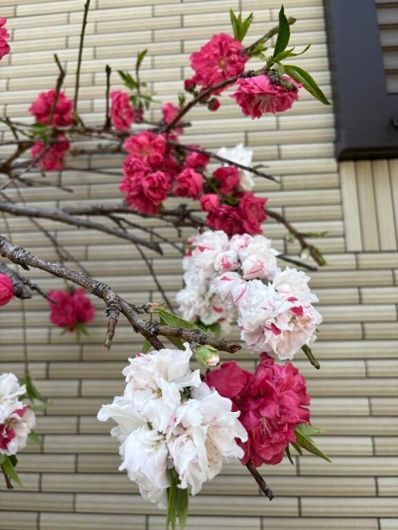 ついつい