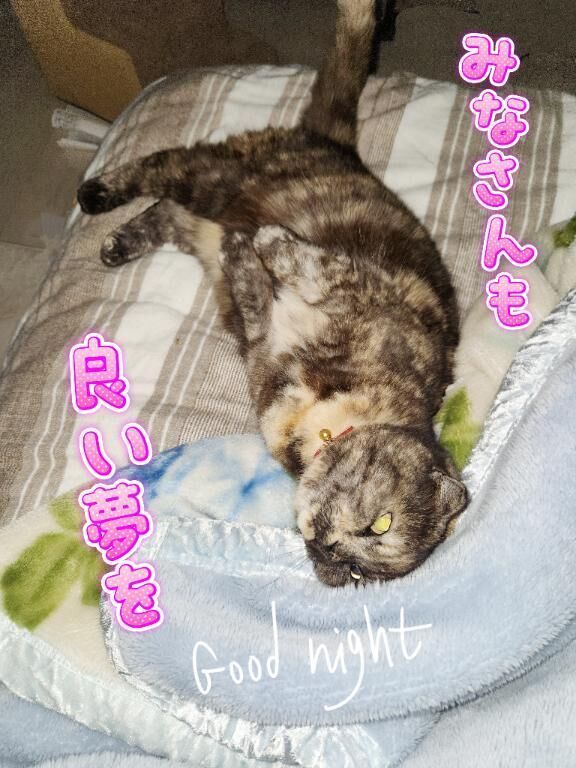 おやすみなさい&#128049;