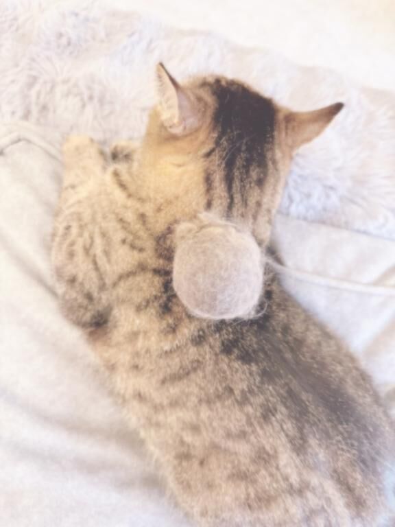 よかったのかも！