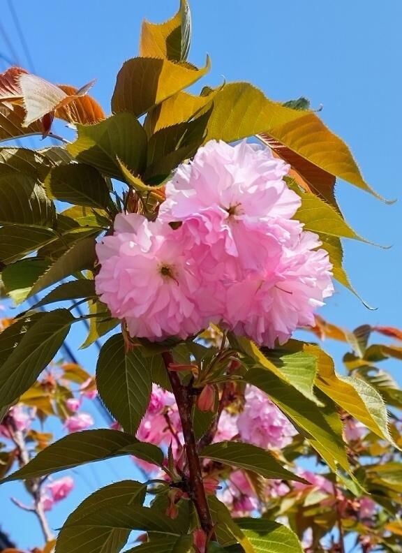 おはよ