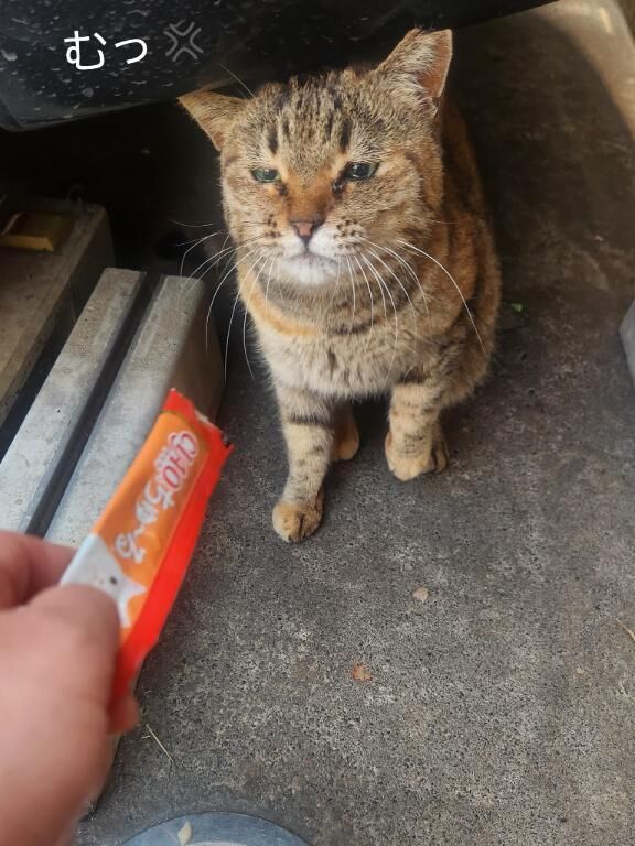テリトリー&#128049;