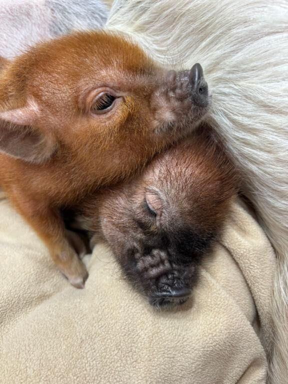 &#128055;にモテる