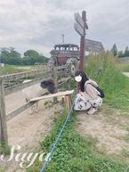 東京スプリントの日記