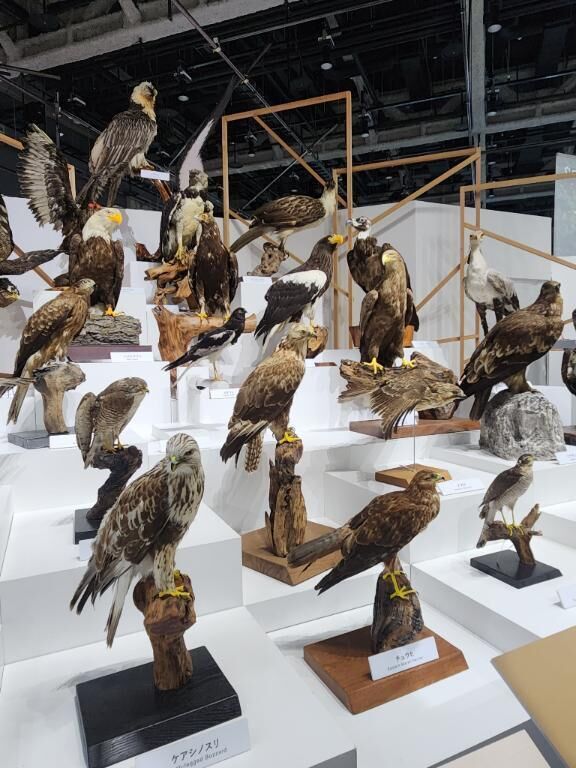 特別展『鳥』&#129413;