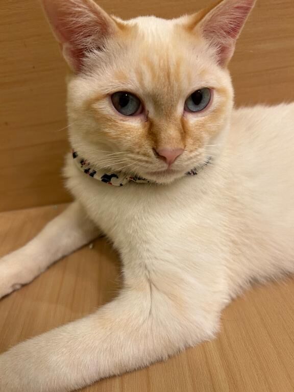 ごめんなさい