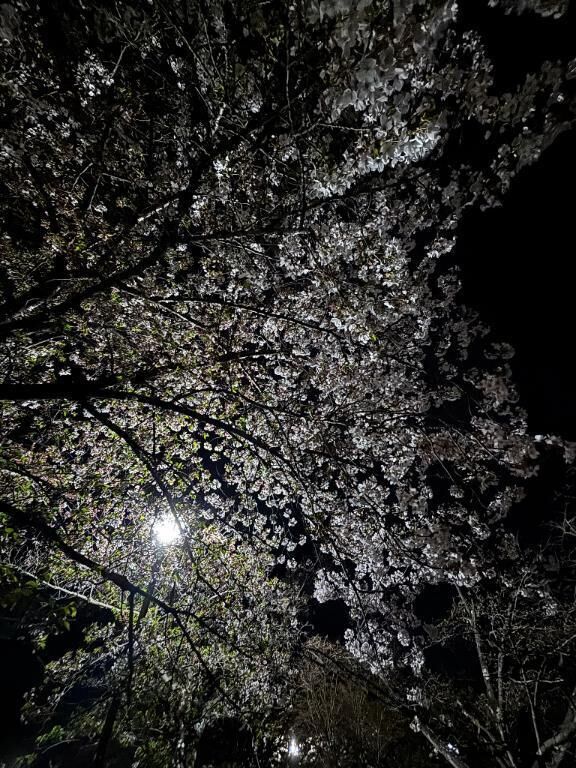 見納め&#127800;