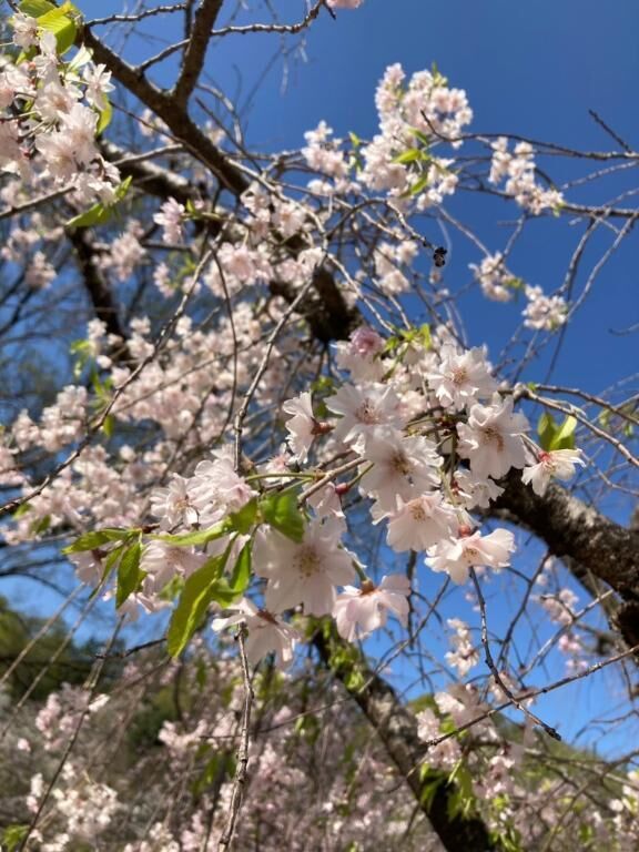 お花見