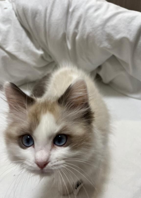 ラストひと枠だにゃ