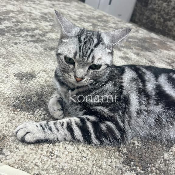 &#12314;&#128049;or&#128054;&#12315;