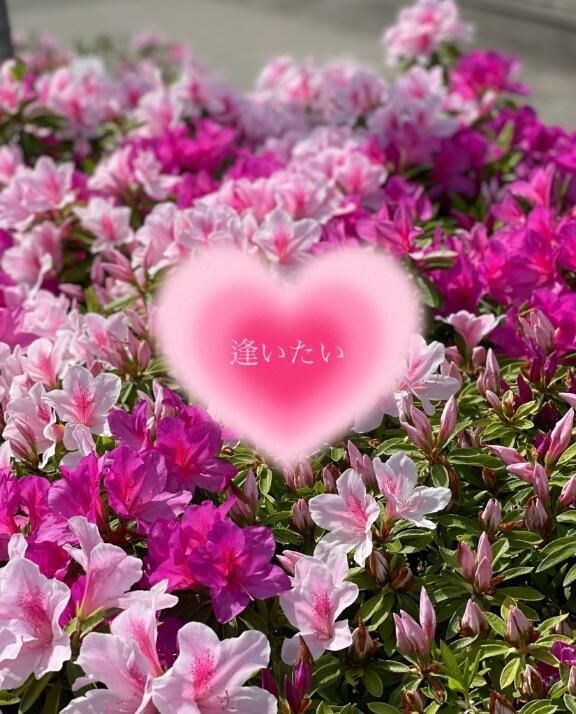 &#127799;&#127799;&#127799;&#127804;&#127799;&#127799;&#127799;