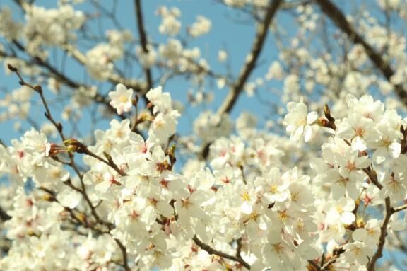 花粉ふんふん