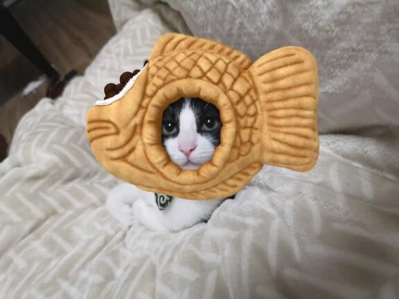 猫たん！