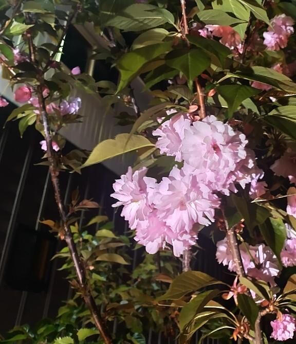こんばんは