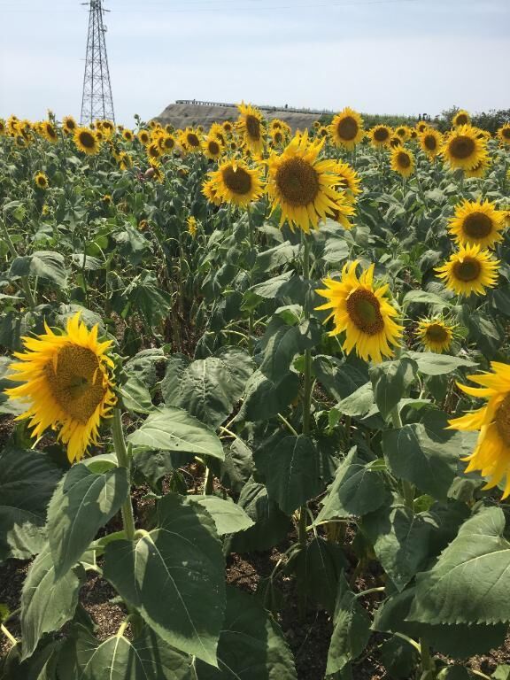 出勤ふつかめ
