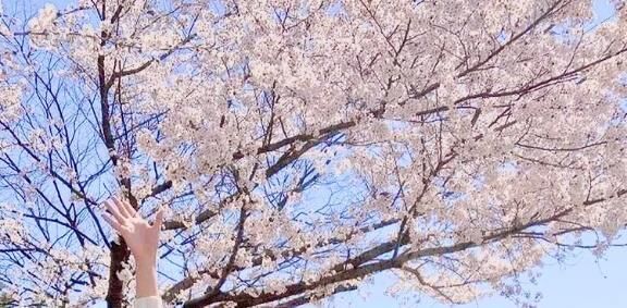 まだ、桜っておわってなかったんですね♪