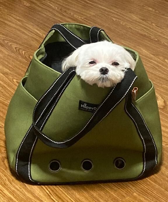 うけしゅ