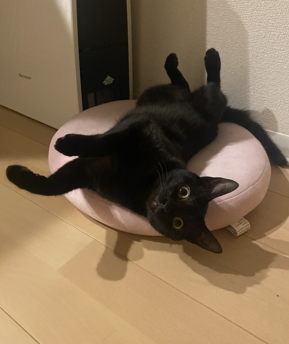 お礼﫶