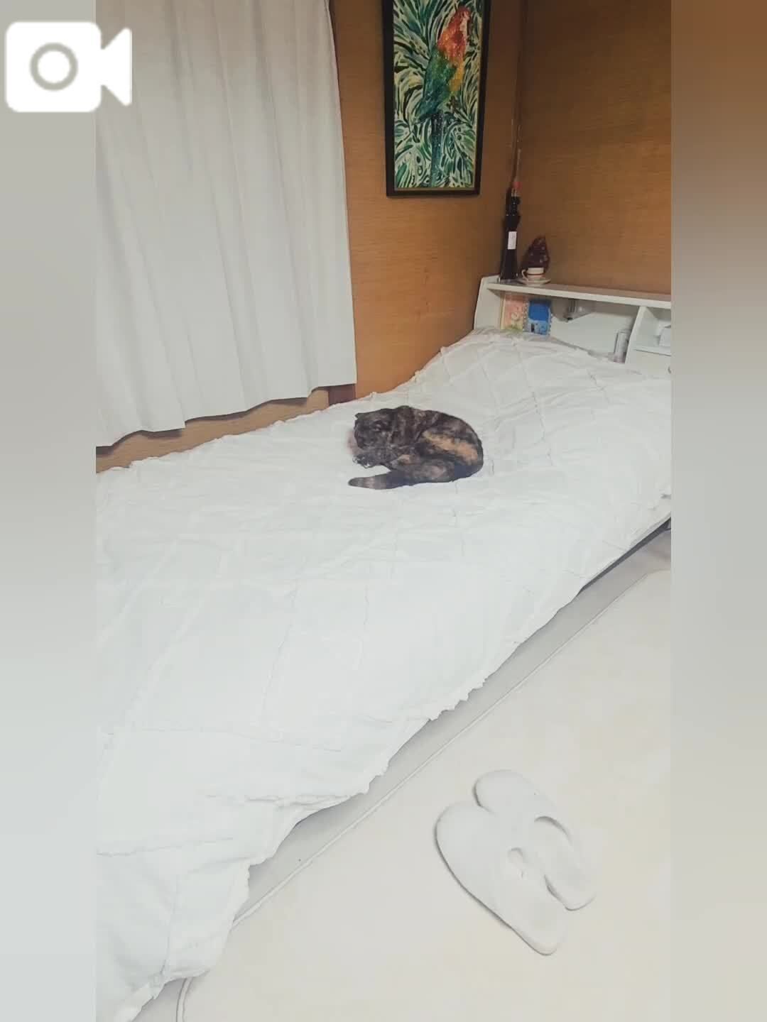 おやすみなさい&#128564;