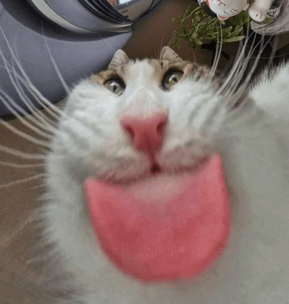三度寝