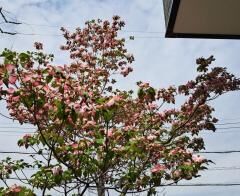春の花