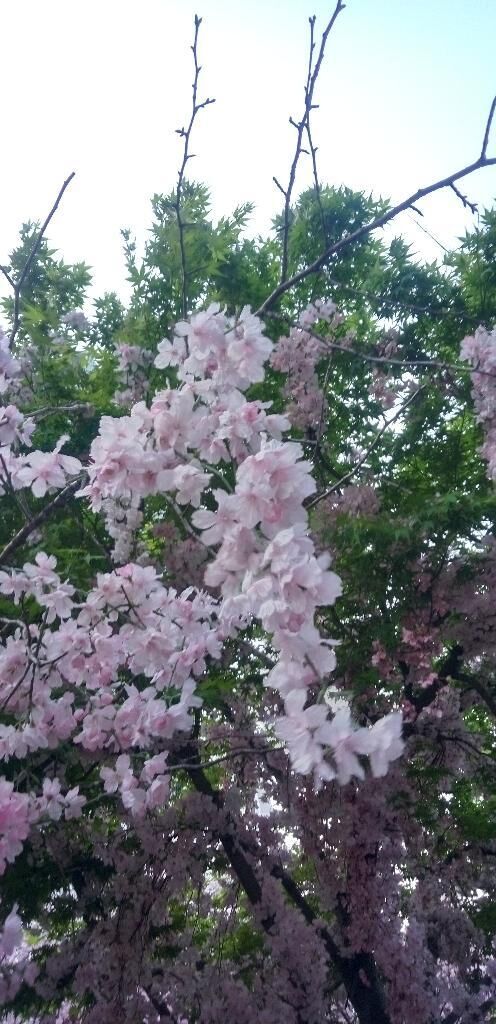 まだ降ってる
