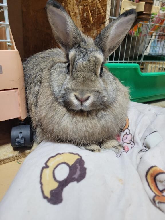 明日は