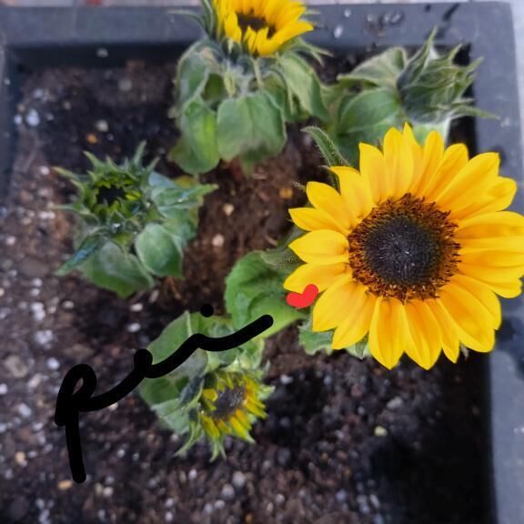 ひまわり&#127803;