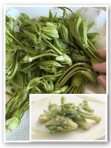 山菜の王さま