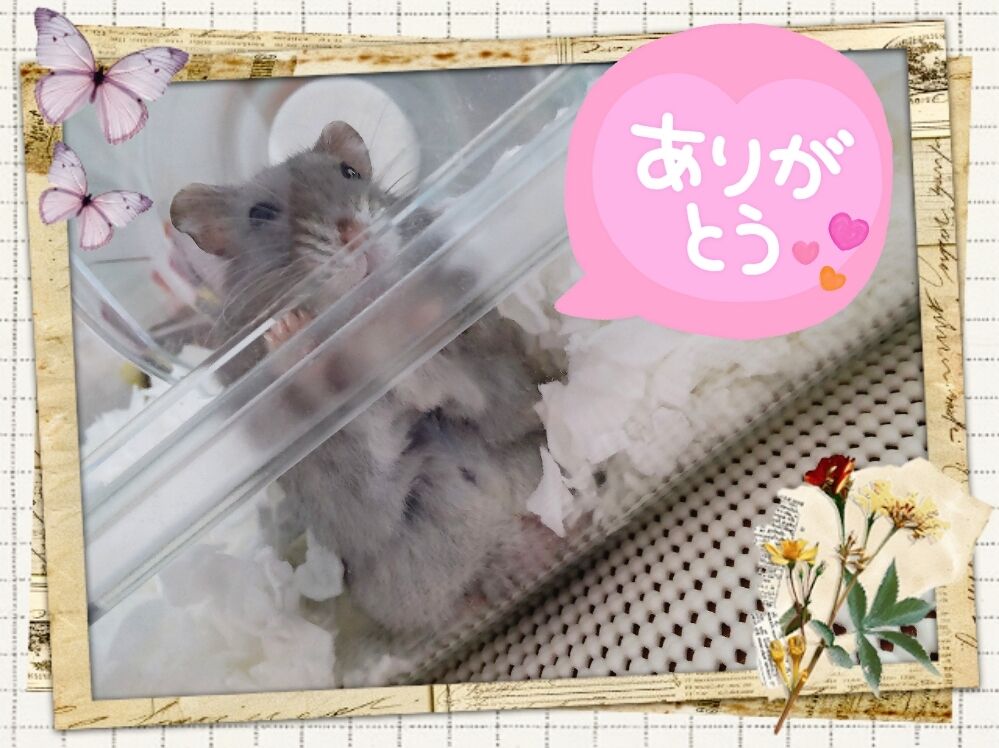 訂正(;_;)