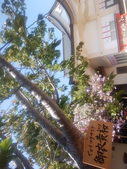 お花見