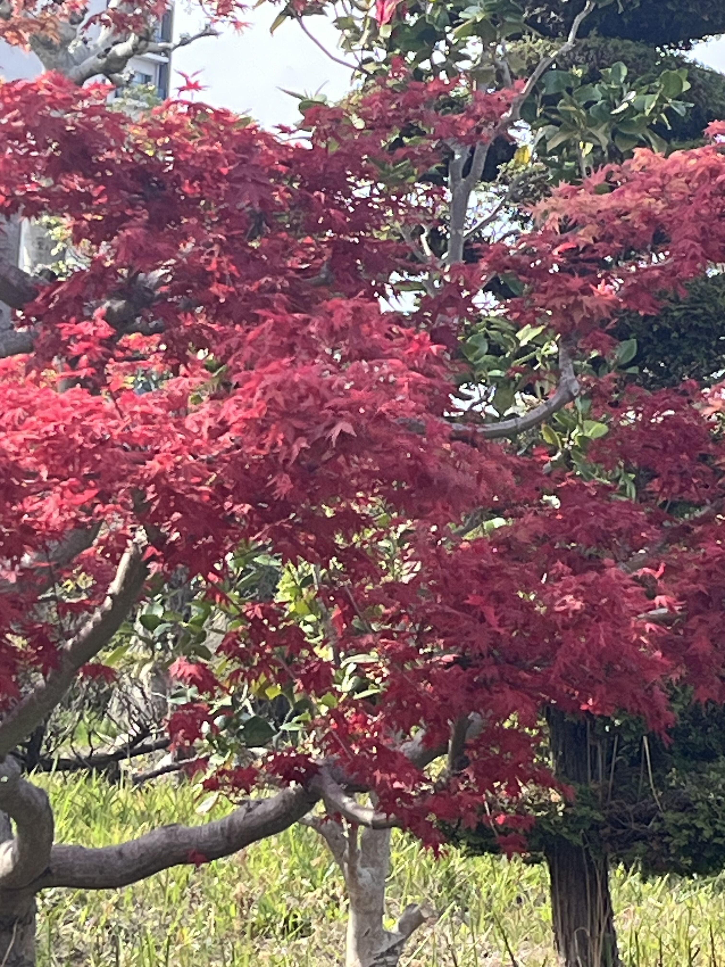 出勤しました