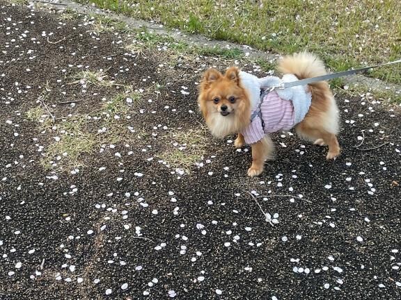 ワンチャン見てきたよ！