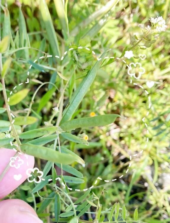 野生の豆科