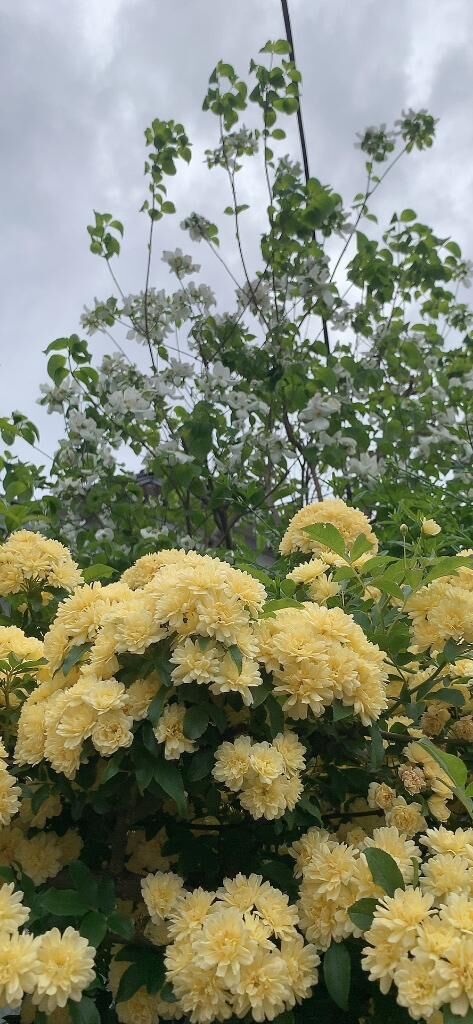 おはよう