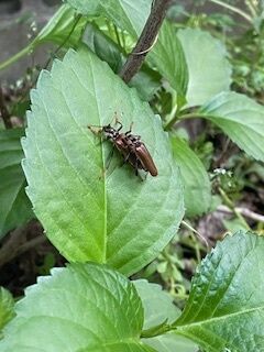 虫
