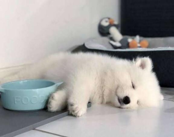 ぐったりんこ