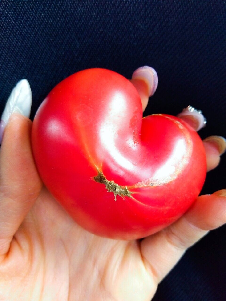 B級野菜巡りの旅&#128663;をしていたら、おけつトマトみっけた&#129310;ん？ハートか&#129325;&#10083;&#65039;スーパーの綺麗な野菜は、つまらない（笑）